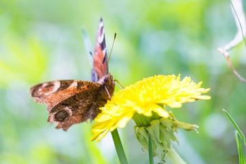Beautiful spring butterfly sitting on plant