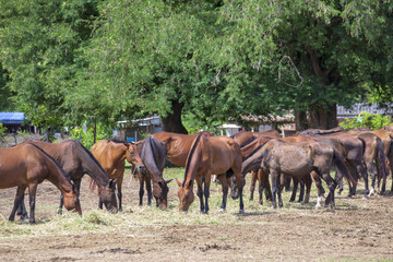 干し草を食べる馬の群れ