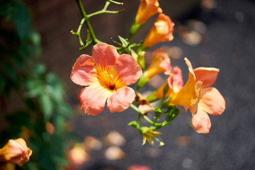 ノウゼンカズラの花３