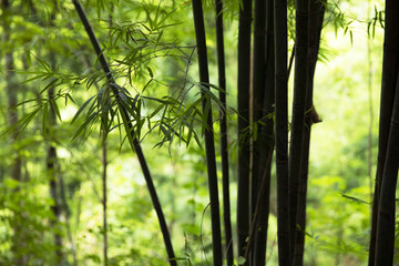 Fototapeta premium 竹やぶのシルエット