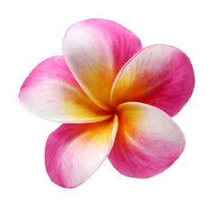 Printed kitchen splashbacks Frangipani plumeria frangipani flower isolated on white background