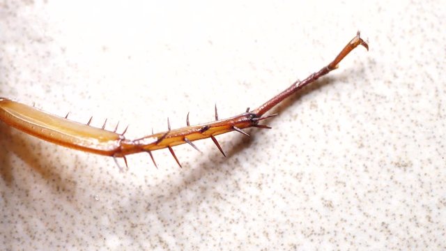 Insect analysis in a lab close up