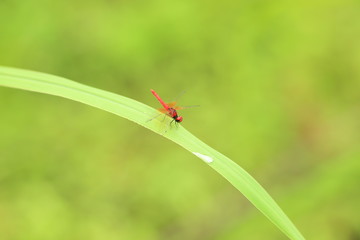 最も小さなトンボ