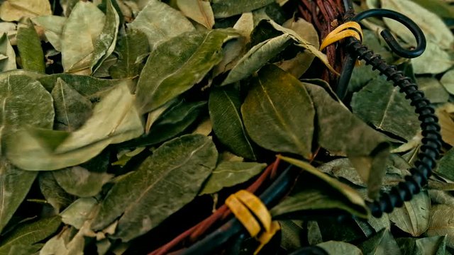sorting dried coca leafs in a small woven basket