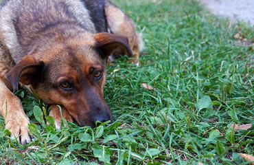 Brown dog with sad eyes lying on the grass.
