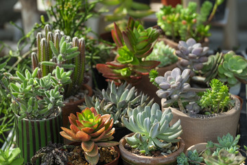 Mix Types of Cactus, Echeveria ,Sedum Succulent Flowering Houseplant Pots Mini Garden Background