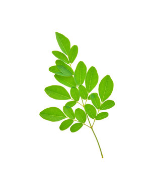 moringa leaves on white background