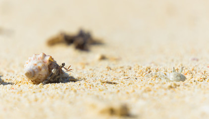 Hermit crab ready to walk at beach