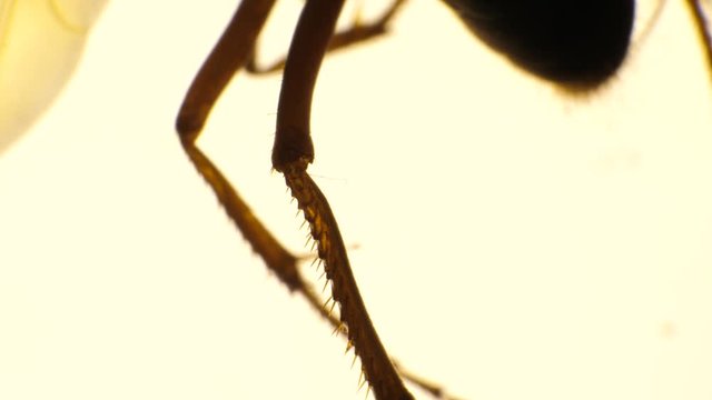 Insect analysis in a lab close up
