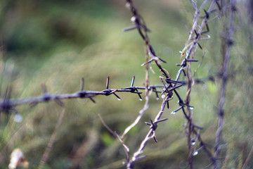 barbed wire