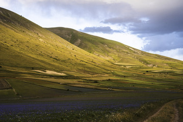 Castelluccio di Norcia- Fioritura-Italy