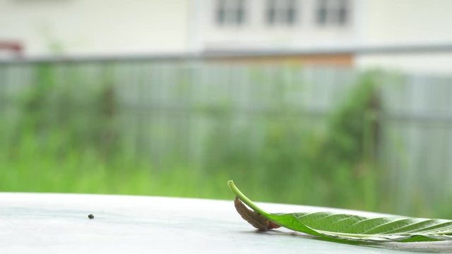 The caterpillar is walking on leaves on metal background.