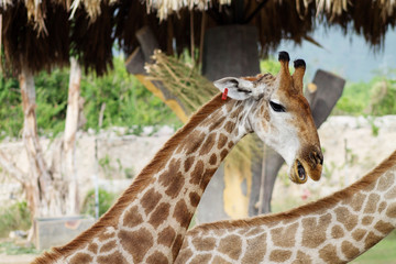 грациозные жирафы у кормушки