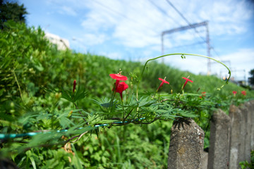 ルコウソウ・青空