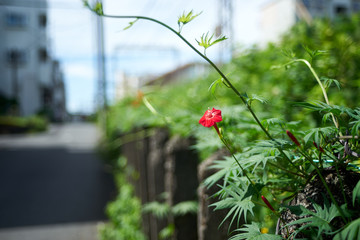 ルコウソウ・るこう朝顔