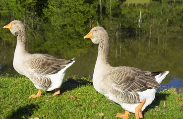 Geese on the hacienda, Igrejinha,  Rio Grande do Sul, Brazil