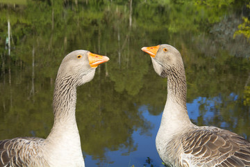 Geese on the hacienda, Igrejinha,  Rio Grande do Sul, Brazil