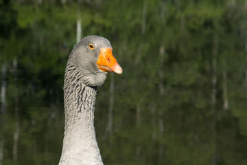 Geese on the hacienda, Igrejinha,  Rio Grande do Sul, Brazil