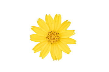 yellow flower isolated on white background with clipping path.single yellow flower head closeup for graphic design.