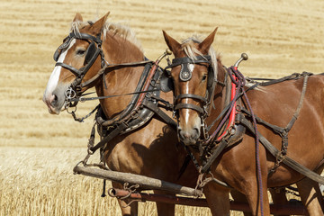 Two draft horses harnessed up.