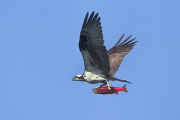 Osprey soars high with a salmon.