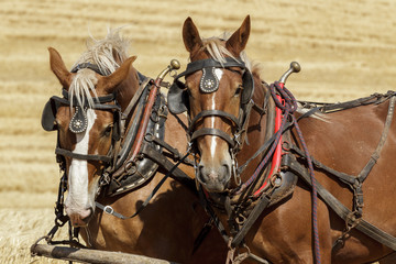 Obraz premium Pair of draft horses ready for work.