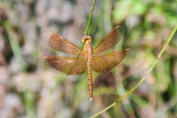 Close-up of a young male Grasshawk dragonfly (Neurothemis fluctuans). It has all the markings of the adult and the beautiful colouration to the wings, but isn't fully developed. Taken in Malaysia.
