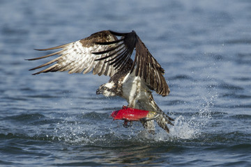 Osprey lifts off from water with salmon.