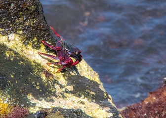 Crab