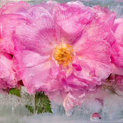 Background of pink rose   flower  with green leaves frozen in ice