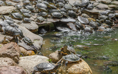Fototapeta premium A cute sunbathing red-eared slider turtle (Trachemys scripta elegans) on a rock among numerous other turtles in a Chinese temple in Malaysia.