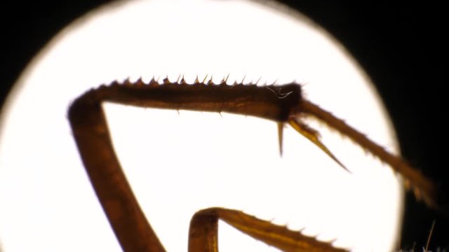 Insect analysis in a lab close up