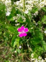 Dianthus pratensis, carnation,pink flower