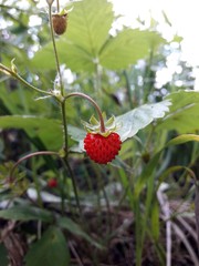 Strawberries, berry, wild berry, field berry