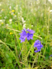 Veronica, flowers, blue flowers