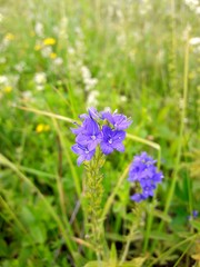 Veronica, flowers, blue flowers