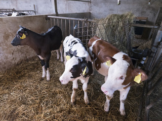 three holstein calves on straw in barn on dutch farm