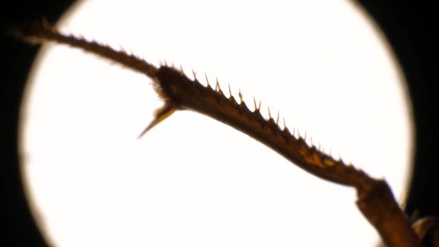 Insect analysis in a lab close up