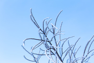 frozen tree branches