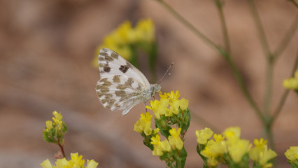Butterfy on a flower in the desert