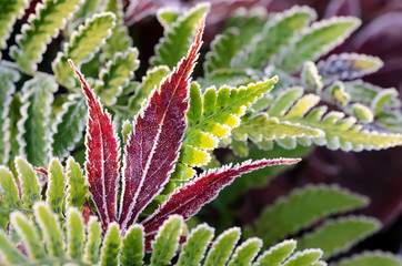 Icy hoar frost on a red colored leaf of a Japanese Maple with green wood fern leaves