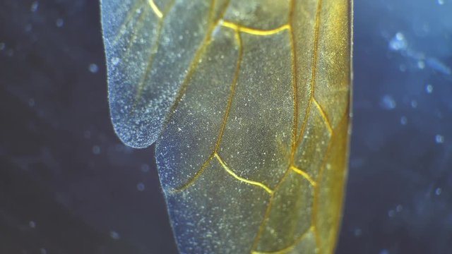 Insect analysis in a lab close up