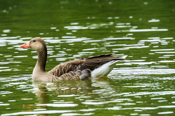 Side view close up of female duck in water