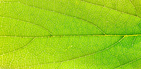 leaf  veins green for background