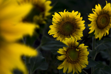 Sunflowers