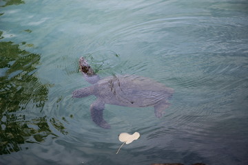 turtle- Big island