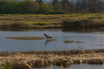 A heron during landing