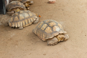 The turtle on land at park