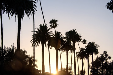 A view of palm trees during sunset in West Hollywood, California in summer time