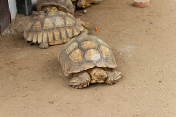 The turtle on land at park